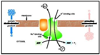 Active Transport Cell