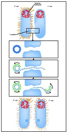 Bacterial conjugation. The bacterium on the left passes a copy of the F plasmid to the bacterium on the right, converting it from an F- cell to an F+ cell.