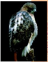 A red-tailed hawk. Aside from birds, no other living animal has feathers.