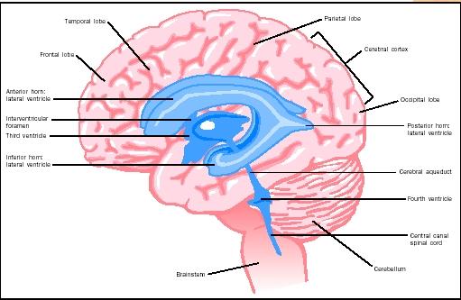 Brain Pictures Anatomy