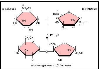 basic carbohydrate structure