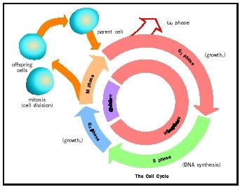 Cell Cycle Cancer