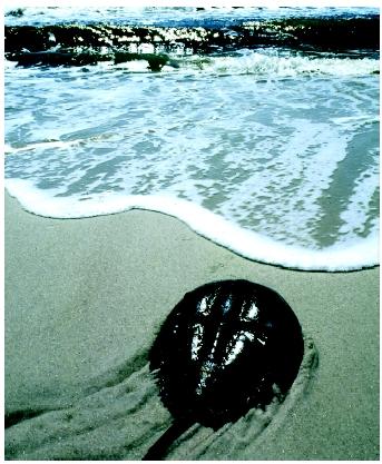 A horseshoe crab on Fire Island National Seashore, New York. The Crustacea are a large and diverse group with more than forty thousand species.
