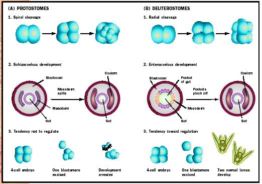 Development in protostomes and deuterostomes.