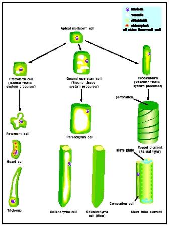 Figure 1. Distinct plant cell types are all ultimately derived from apical meristems.