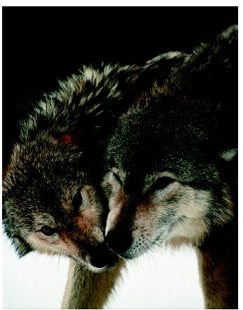 Gray wolves (Canis lupis) exhibiting submissive behavior. Studies of animal behavior seek the causes of behavior, how it has evolved over time, and how it contributes to a species' survival.