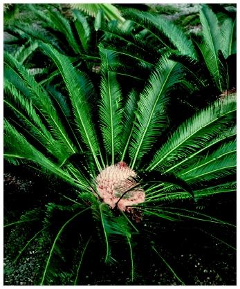 Pictures Of Cycads