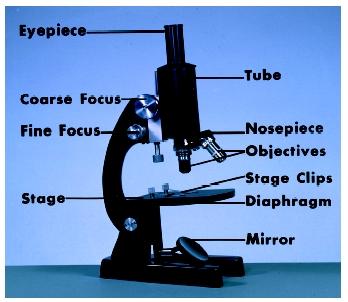 simple compound microscope