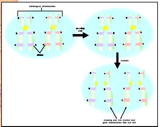Crossing over between homologous chromosomes creates new combinations of alleles.