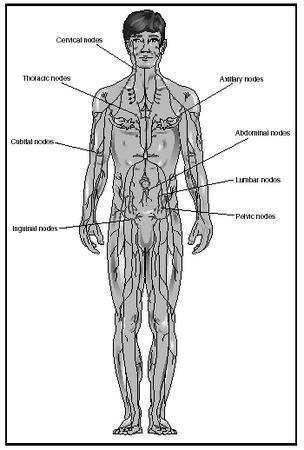 Lymphatic System - Biology Encyclopedia - cells, body, function, organs