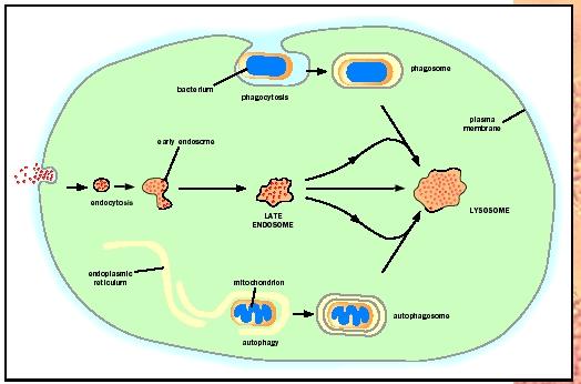 Three routes to degradation in lysosomes.