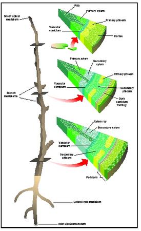 apical meristem cross section