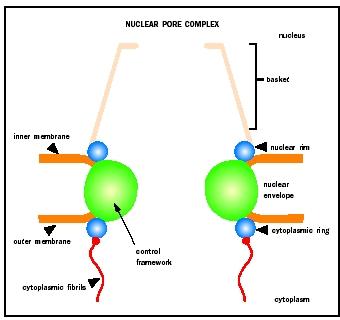 Nucleus Pores