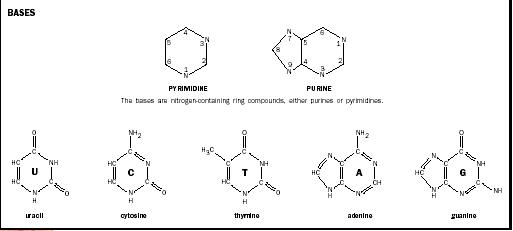 Nitrogenous Bases Structure