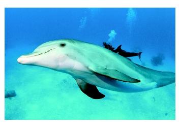 A bottlenosed dolphin in the Bahamas. Gradations in light, temperature, water chemistry, nutrient content, and pressure result in a diversity of open ocean environments that are filled by a large number of species.