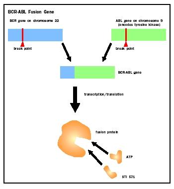 The BCR-ABL fusion gene causes chronic myelogenous leukemia. The experimental drug STI 571 competes with ATP to block the action of the fusion protein, thus stopping the cancer.