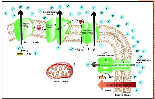 phosphorylation atp
