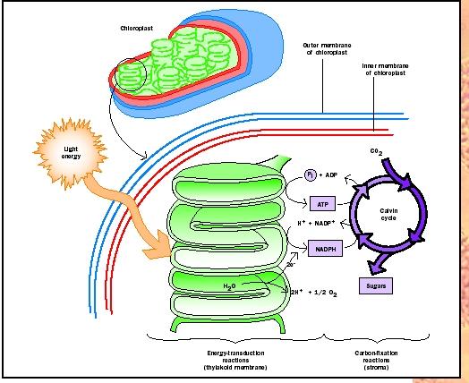 Photosynthesis Cycle