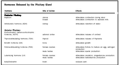 pituitary gland hormones and their functions