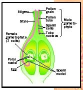 Anatomy of the reproductive organs in angiosperms.