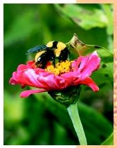 Some insect groups, such as bees, originated after flowering plants, their members developing mouthpart structures and behavior specialized for pollination.