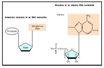 rna nucleotide diagram