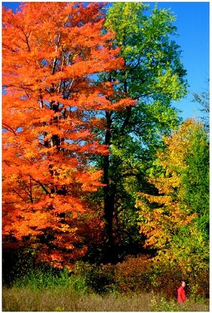 The reds and yellows of the fall landscape are due to the pigment changes occurring during the early stages of senescence in millions and millions of leaves.