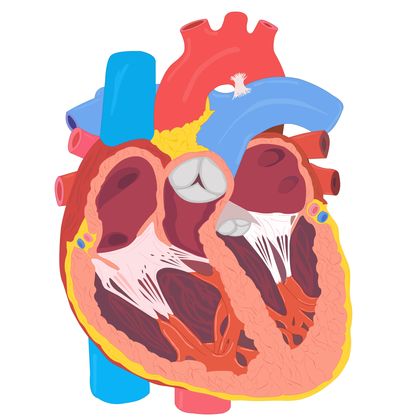 Circulatory Systems - Biology Encyclopedia - body, animal, organs